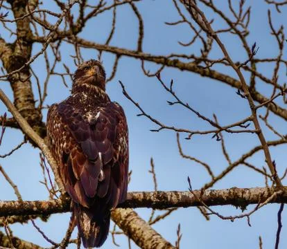 Golden Eagle Foto stock