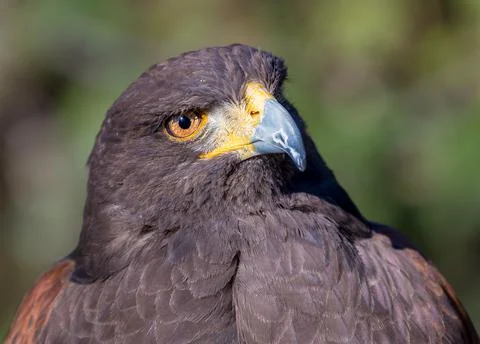 Golden Eagle Foto stock