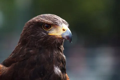 Golden Eagle Stock Photos