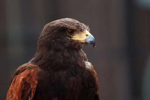 Golden Eagle Stock Photos