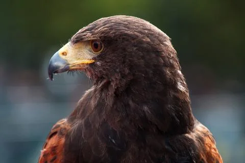 Golden Eagle Stock Photos