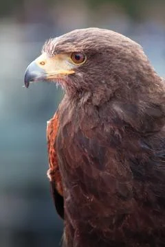 Golden Eagle Stock Photos