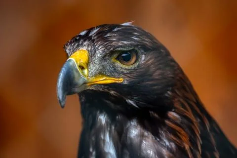 Golden Eagle Stock Photos