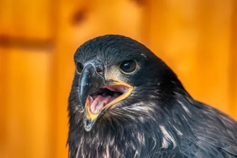 Golden Eagle Stock Photos