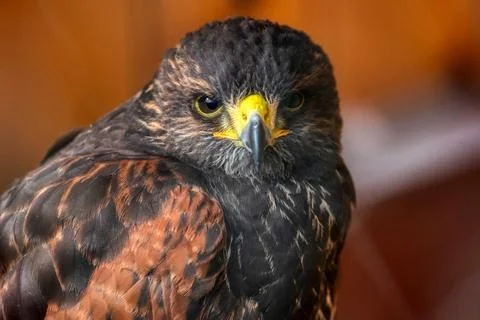 Golden Eagle Stock Photos