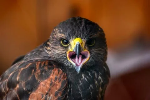 Golden Eagle Stock Photos