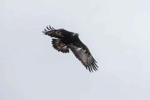 Golden eagle Stock Photos