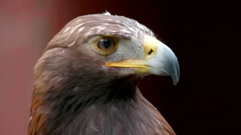 Golden Eagle Portrait Close Up, Predator Raptor Bird Wildlife Stock Footage 293274505