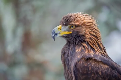 Golden eagle portrait 스톡 사진