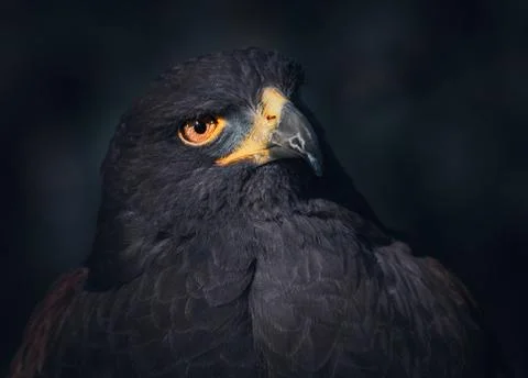 Golden Eagle Portrait Foto stock