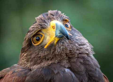 Golden Eagle Portrait Foto stock