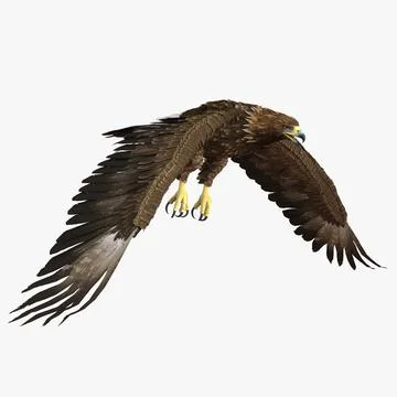 Golden Eagle Pose 4 3D Model 3D Model