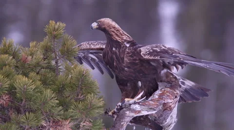 Golden Eagle with pray in pine tree spread wings alerted Stock Footage 46081193