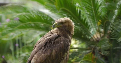 Golden Eagle Preening Feathers Close Up Portrait Aquila Chrysaetos Wildlife Stock Footage 339740339