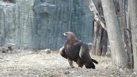 Golden eagle resting on the ground Stock Footage 230066942