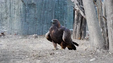 Golden eagle resting on the ground Video stock 230066962