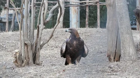 Golden eagle resting on the ground Video stock 230067264