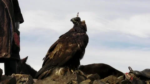 Golden Eagle Resting on Rock In Between Hunts Stock Footage 234289373