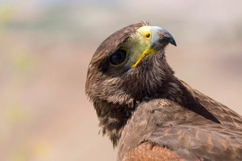Golden eagle resting in the sun with open mouth Stock Photos