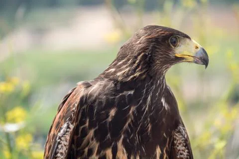 Golden eagle resting in the sun with open mouth Stock Photos