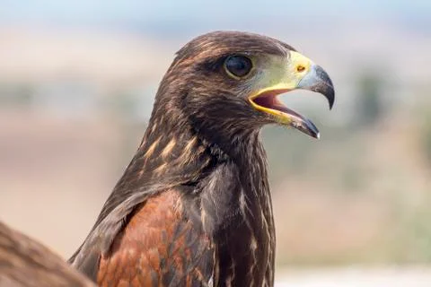 Golden eagle resting in the sun with open beak Stock Photos