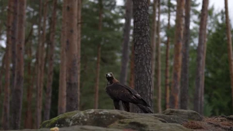 Golden eagle, on the rock in the pine forest. Bird in the mountain habitat, Slov Vídeo Stock 271517841
