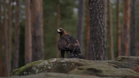Golden eagle, on the rock in the pine forest. Bird in the mountain habitat, Slov Video stock 271520573