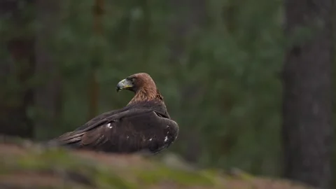 Golden eagle, on the rock in the pine forest. Bird in the mountain habitat, Slov Vídeos de archivo 271534449