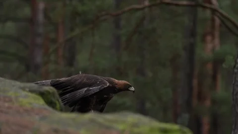 Golden eagle, on the rock in the pine forest. Bird in the mountain habitat, Slov Vídeos de archivo 271534536