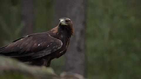 Golden eagle, on the rock in the pine forest. Bird in the mountain habitat, Slov Vídeos de archivo 271534627