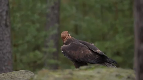 Golden eagle, on the rock in the pine forest. Bird in the mountain habitat, Slov Видео 271534667