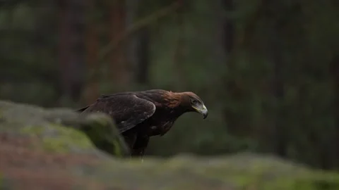 Golden eagle, on the rock in the pine forest. Bird in the mountain habitat, Slov Stock Footage 271537589