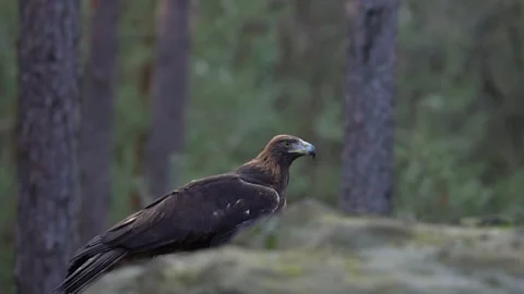 Golden eagle, on the rock in the pine forest. Bird in the mountain habitat, Slov Stock-Footage 271634092