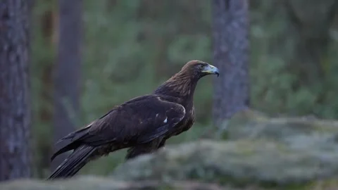 Golden eagle, on the rock in the pine forest. Bird in the mountain habitat, Slov Stock-Footage 271634473