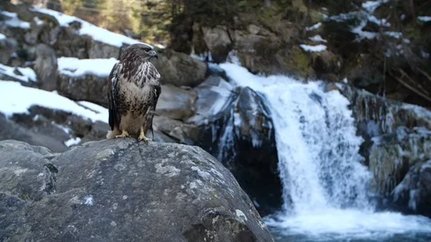 Golden eagle on rocks at waterfall Stock Footage 117192313