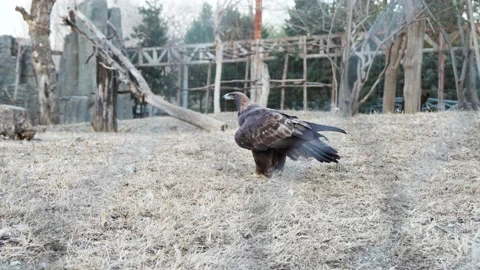 Golden eagle running on the ground Stock Footage 230221239