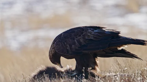 Golden Eagle scavenging on a deer carcass Stock Footage 260285272