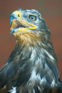 Golden eagle with sharp yellow beak and piercing eye Stock Photos
