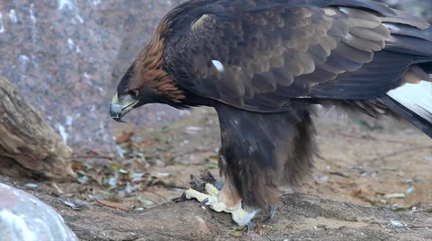 A golden eagle, side view, Aquila chrysaetos, eating little bird Stock Footage 46441888