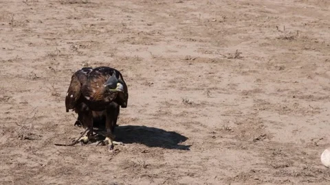 Golden eagle sits before hunting in the steppe, Kyrgyzstan. Stock Footage 233685053