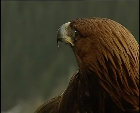 Golden eagle sitting on the arm Stockbeeldmateriaal 925549