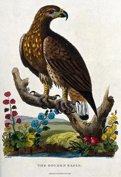A Golden Eagle sitting on the branch of a dead tree. Etching by Barlow afte.. Stock Illustration