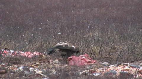 Golden Eagle sitting on a piece of meat and eating Stock Footage 36784164