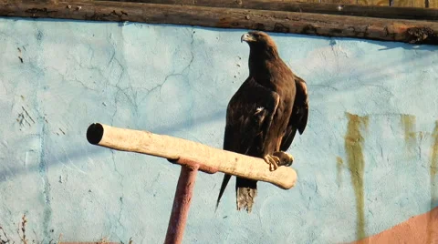 Golden Eagle sitting on a pole at the zoo. Feathered race Stock Footage 68191203