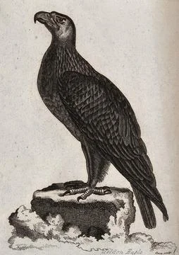 A golden eagle sitting on a stump of a tree. Etching by T. Owen. Stock Illustration