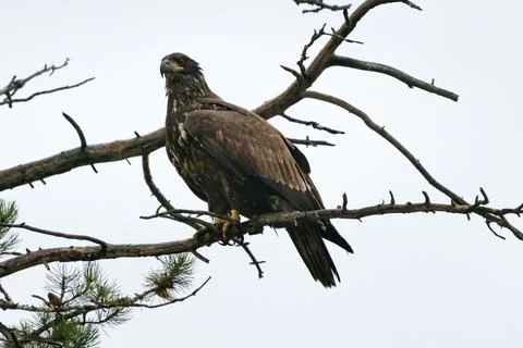 Golden eagle sitting on a tree on a rainy day. Bird of prey. Aquila chrysaetos Stock Photos
