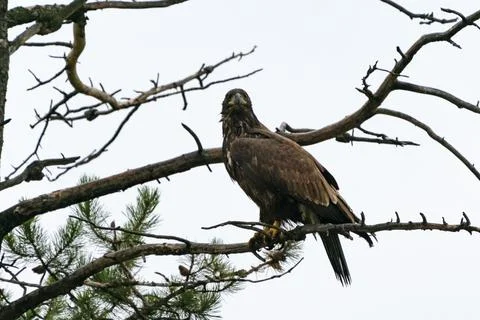 Golden eagle sitting on a tree on a rainy day. Bird of prey. Aquila chrysaetos Stock-Fotos
