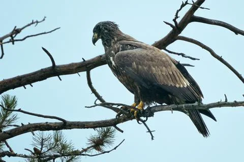 Golden eagle sitting on a tree on a rainy day. Bird of prey. Aquila chrysaetos Stock Photos