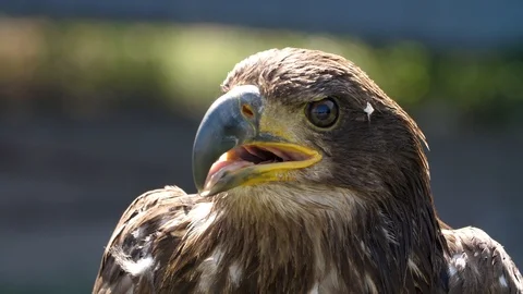 Golden eagle slowly rotates its head Stock Footage 116115436