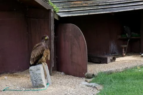 Golden eagle on a small rock close-up Stock Photos